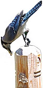 Wildlife Sciences Suet Plus Suet Plug Variety 5-Pack Feeder