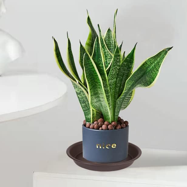 8 inch Plant Saucers (6.9 Inch Base), 6 Pack of Heavy Duty Plant Water Tray 8", Plastic Flower Pot Saucers for Indoors Round, Plant Trays for Indoors No Holes for Planter 7-9" (8 inch, Brown)