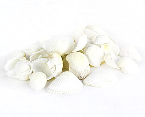 Super Z Outlet Sea Shells Mixed Beach Seashells - Various Sizes up to 2" Shells -Bag of Approx. 50 Seashells
