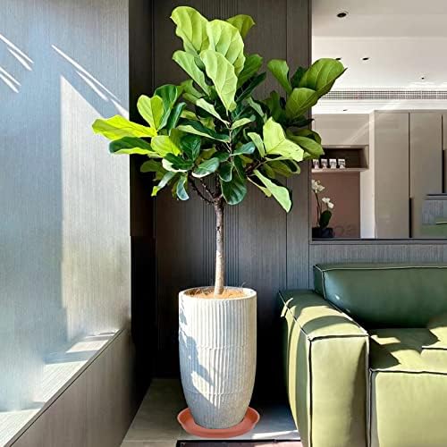 2 Pack of 18 19 inch Plant Saucer Tray (16.5 inch Base), 2.7" Depth, Heavy Duty Plastic Saucer 19" Round, Plant Tray for Pots, Flower Plant Saucers for Indoors (19 inch, Terracotta)