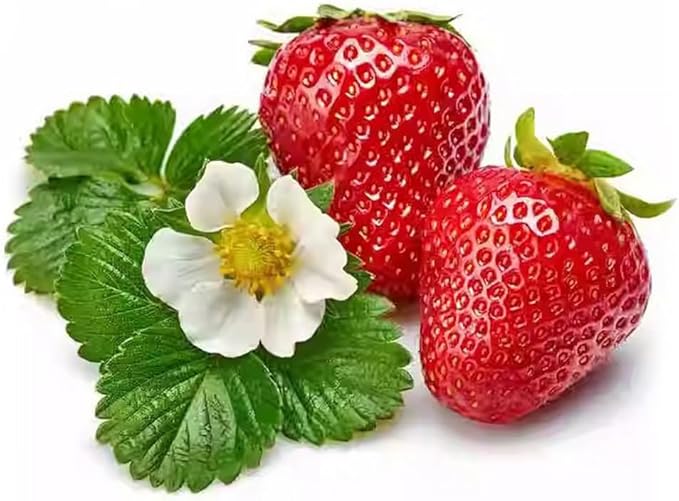 300PCS Giant Strawberry Seeds Everbearing Fragaria Fruit Seeds