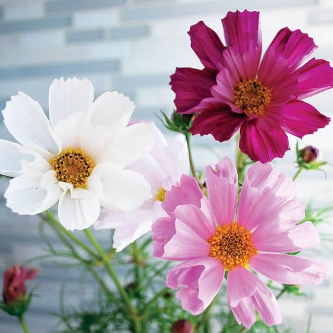 Park Seed Cosmo Flower Plant Seeds, Easy to Grow, Perfect for Spring Garden, Sea Shells Mix, Pack of 25