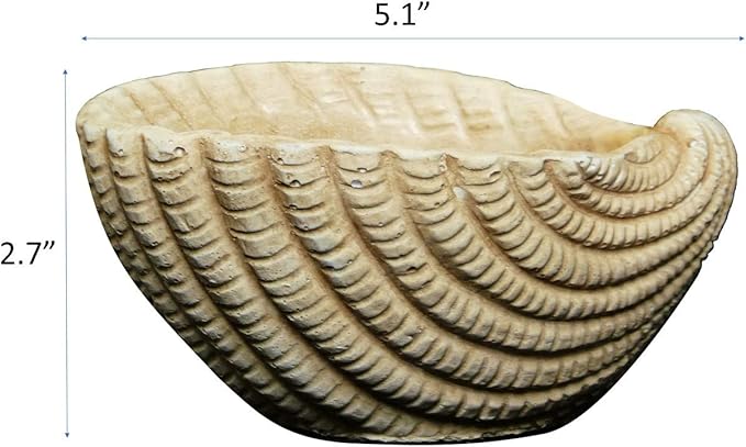Classic Home and Garden Cement Seashell Planter, Cute Desk Decoration or Gift – Shell Planter w Drain Plug – Succulent Plant Pot for Indoor/Outdoor Beach Décor