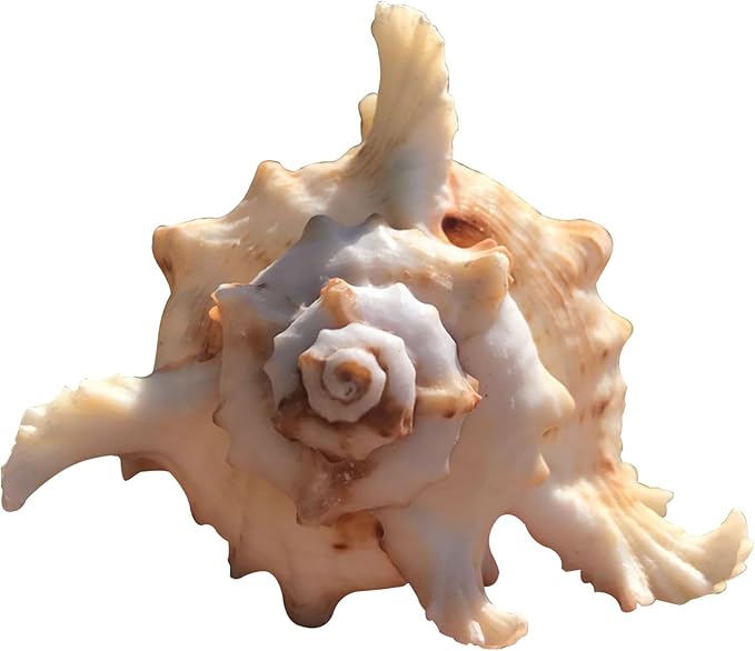 5 Pack Conch Sea Shell Air Plant Holders-4.7 inch Sea Shell Plant Pots Natural Conch Air Plant Holder Decorative Tillandsia Succulent Display Container for Home Garden Beach Theme Party Favor