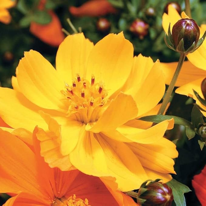 Park Seed Cosmo Flower Plant Seeds, Easy to Grow, Perfect for Spring Garden, Cosmic Yellow, Pack of 50