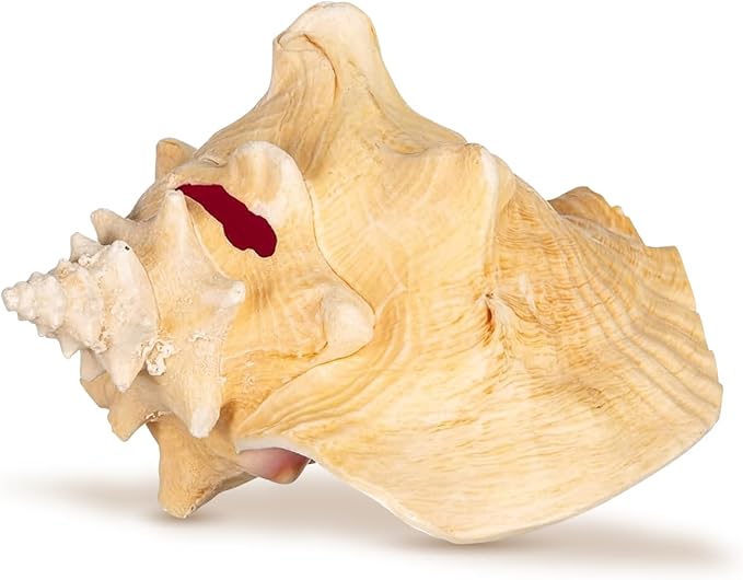 Conch Shell Decor - Seashell Decor - 6-8" Large Sea Shell - Shells for Decoration - Large Seashells for Crafts - Magic Conch Shell Room Decor