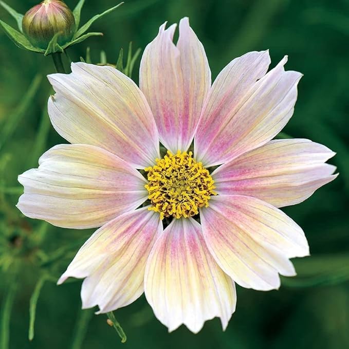 Park Seed Cosmo Flower Plant Seeds, Easy to Grow, Perfect for Spring Garden, Apricot Lemonade, Pack of 25
