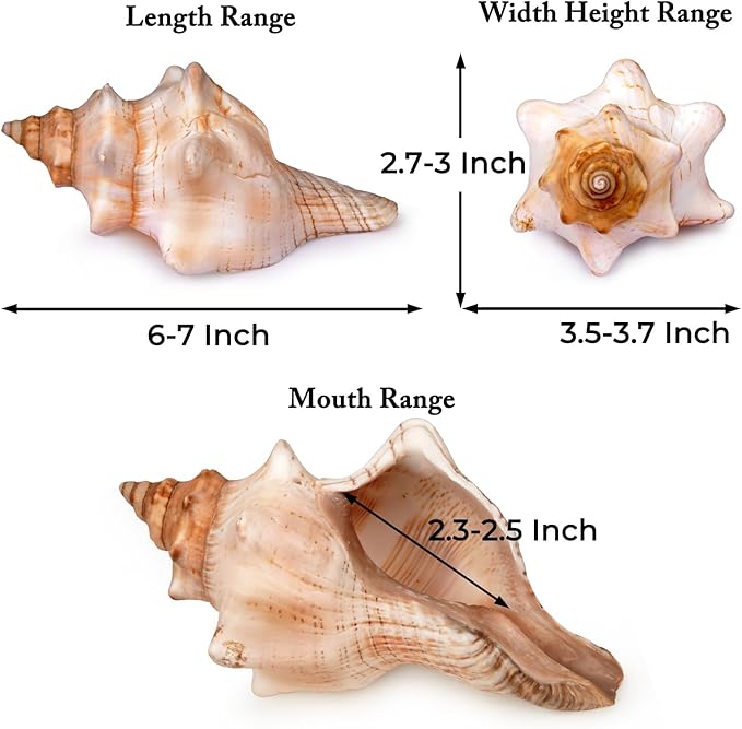 Giant Natural Conch Shell, Striped Fox Conch Seashell 6-7 inches, Large Sea Shell for Vase Filler, Air Plants, Wedding Decor Beach Theme Party