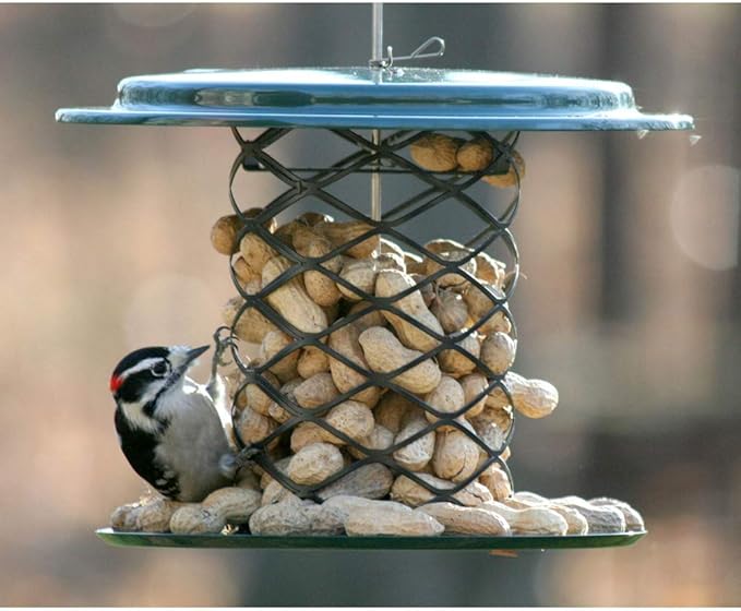 Birds Choice XWPF Magnet Mesh Whole Peanut in the Shell Feeder, Peanut and Suet Nugget Bird Feeder, 2 Quarts, Green