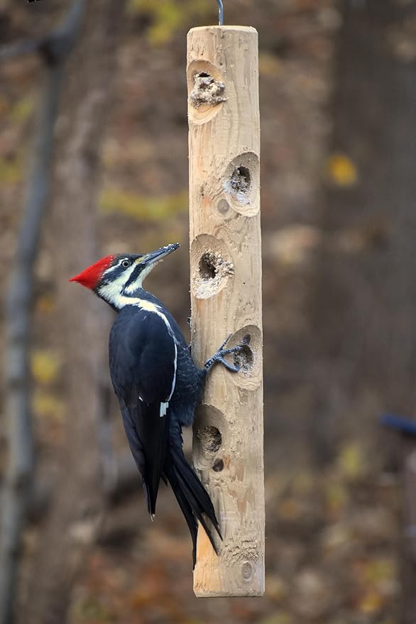 Kettle Moraine Large Cedar Suet Log Feeder for Woodpeckers and Chickadees