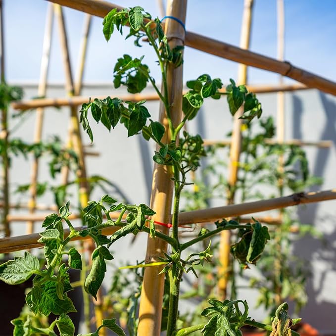 Plant Stakes,20Pcs Bamboo Stakes,4.8 FT Natural Bamboo Plant Support Stakes,Bamboo Stakes for Indoor and Outdoor Plants Tomatoes Beans Flowers Potted Plants Climbing Support