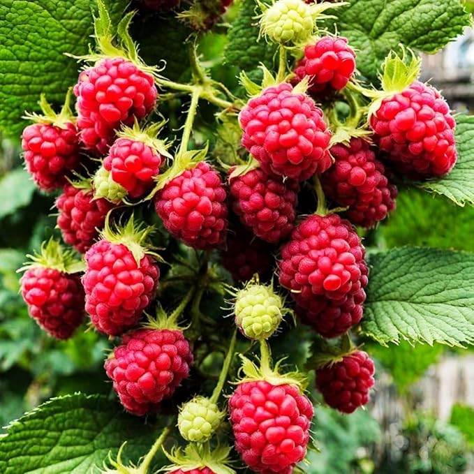 1700 Pieces Mixed Fruit Seeds for Garden Planting, 4 Varieties - Strawberry, Raspberry, Blueberry, Grape, Non-GMO Heirloom
