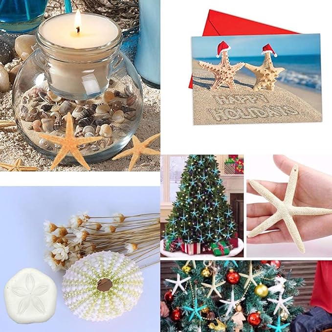 Jangostor 12 PCS Starfish 2-6 Inch Mixed Starfish Natural Seashells Starfish Star Fish Shells Decorations Perfect for Wedding Decor Beach Theme Party, Home Decorations, DIY Crafts, Fish Tank