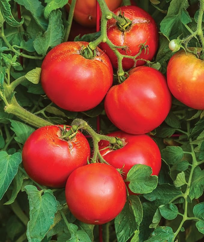 Burpee 'Better Boy' Hybrid Tomato Seeds , Large Slicing Red Tomato Variety , 30 Non-GMO Vegetable Seeds for Planting , Disease-Resistant Tomato for Garden