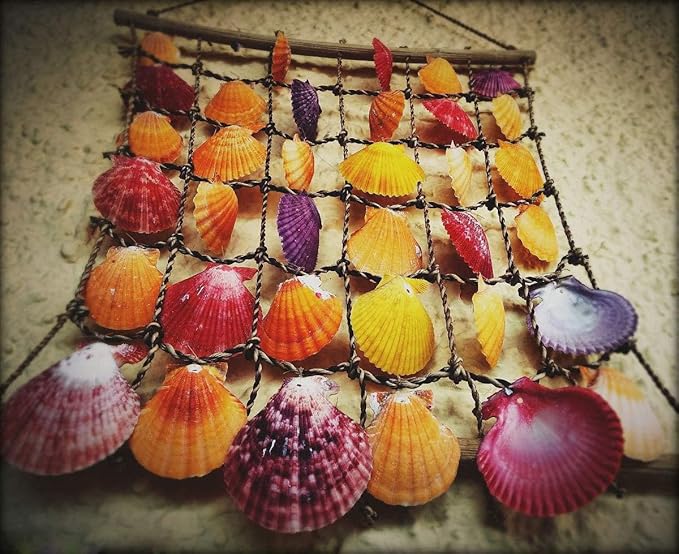 Sea Shells Mixed Beach Seashells 9 Kinds 1.2"-3.5 "Various Sizes Natural Seashells and 2 Kinds of Natural Starfish for Beach Themed Party DIY Crafts Fishtank Vase Fillers Home Wedding Decorations