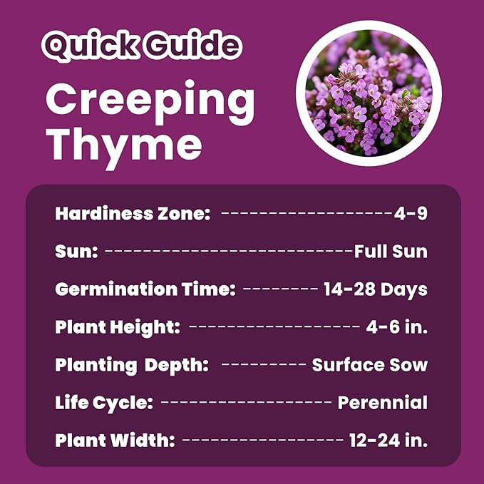 20000+pcs Creeping Thyme Seeds for Planting โ Non-GMO Ground Cover Flowers โ10g Edible Herb Seeds for Planting Lawns & Paths