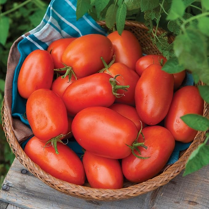 Burpee 'Roma VF' Heirloom Tomato Seeds - Non-GMO, Determinate, Paste Tomato, 500mg Seed Packet for Home Gardening