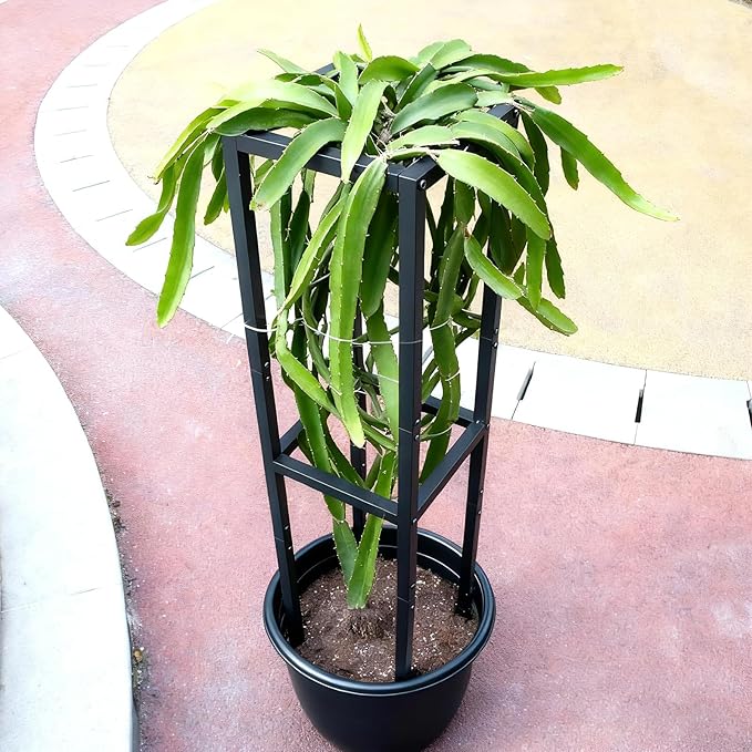 48x12 Inches Dragon Fruit Trellis for Climbing Plants - Premium Quality Metal Support Stand, Weather-Resistant & Durable for Gardeners and Plant Enthusiasts