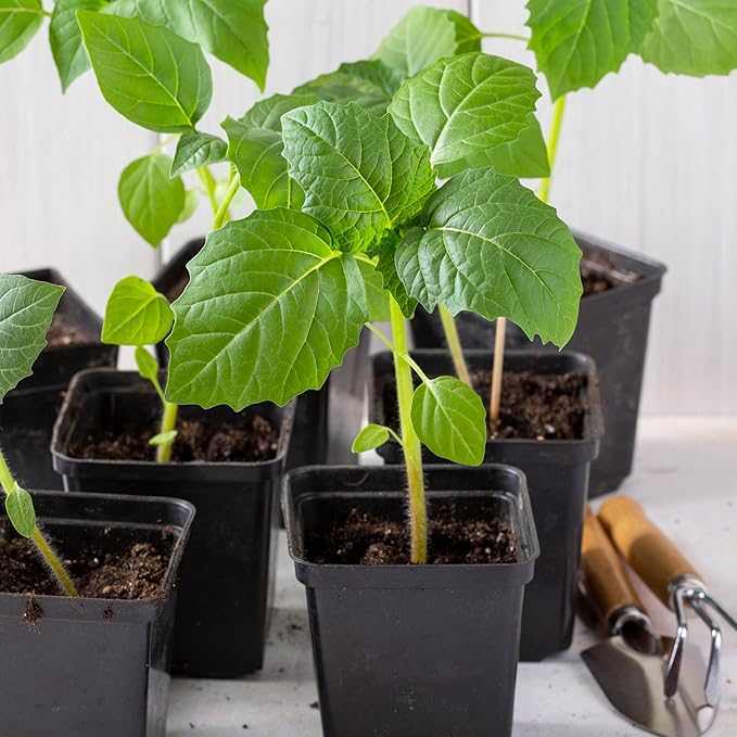 Seed Needs Tomatillo Seeds for Planting Purple Tomatillos - Non-GMO Heirloom & Untreated Annual Veggie Seed to Plant a Home Grown Vegetable Garden Outdoors (5 Packs)