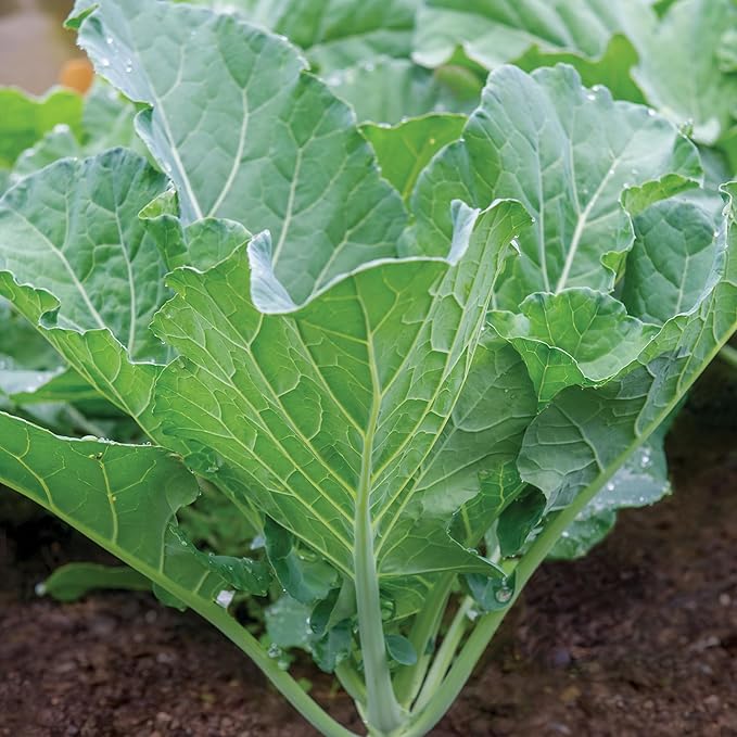 Burpee Georgia Collards Seeds - Heirloom Southern Cooking Greens