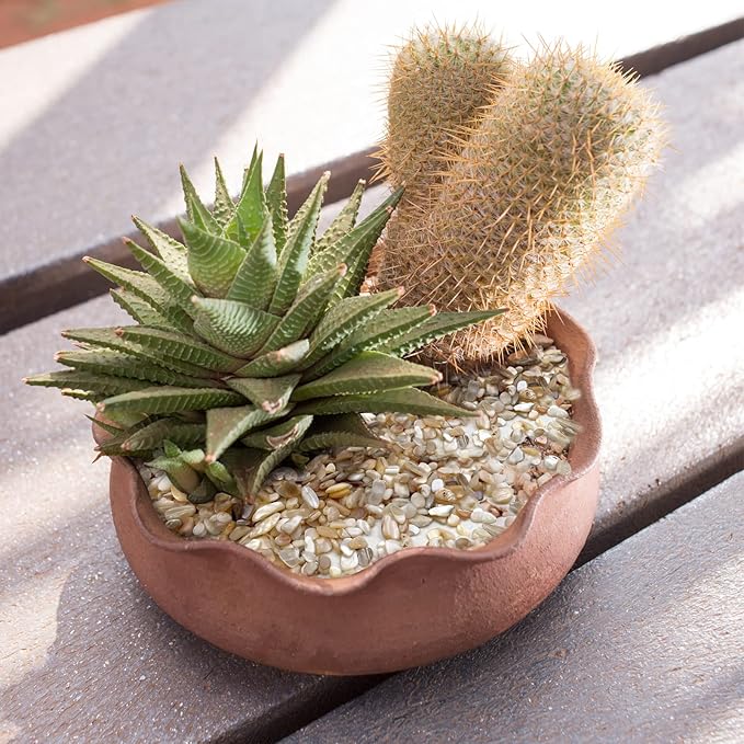 Crushed Shells for Crafts, Sea Shells for Kids DIY Art, Vase Fillers Table Scatter, Party Favor, Wedding Decoration, Succulents Plants Soil Cover, Art Crafts (Beige)