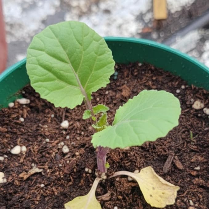 Seed Needs Rutabaga Seeds for Planting Purple Top Rutabagas - Non-GMO Heirloom & Open Pollinated Vegetable Seeds to Plant an Outdoor Home Grown Veggie Garden (2 Packs)