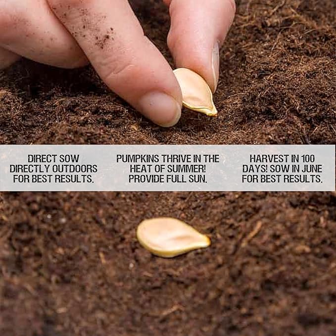 Seed Needs Pumpkin Seeds for Planting Blue Jarrahdale Pumpkins - Non-GMO Heirloom & Untreated Cucurbita Maxima Seed to Plant an Outdoor Home Grown Vegetable Garden (5 Packs)
