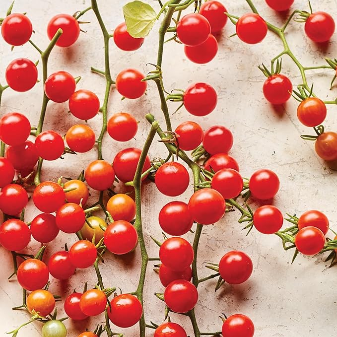 Burpee 'Red Currant' Heirloom Tomato Seeds - Non-GMO, Indeterminate, Heirloom, Cherry Tomato, 60mg Seed Packet for Home Gardening