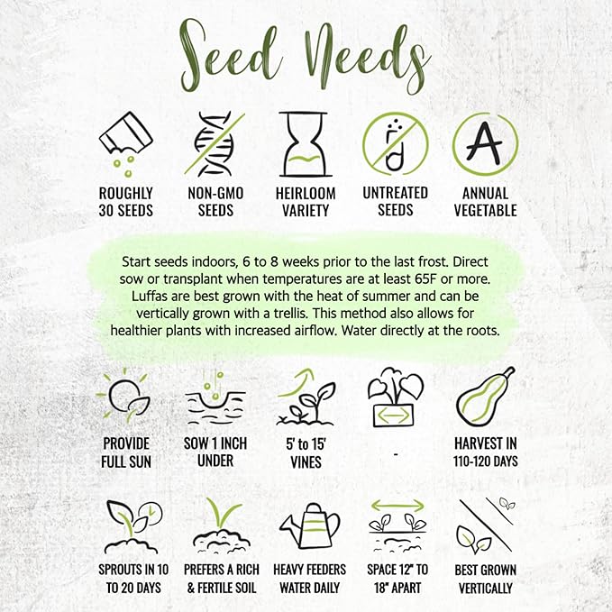 Seed Needs Luffa Seeds for Planting Loofah Sponge Gourds - Non-GMO Heirloom & Untreated Veggie Seed to Plant a Home Grown Outdoor Vegetable Garden (5 Packs)