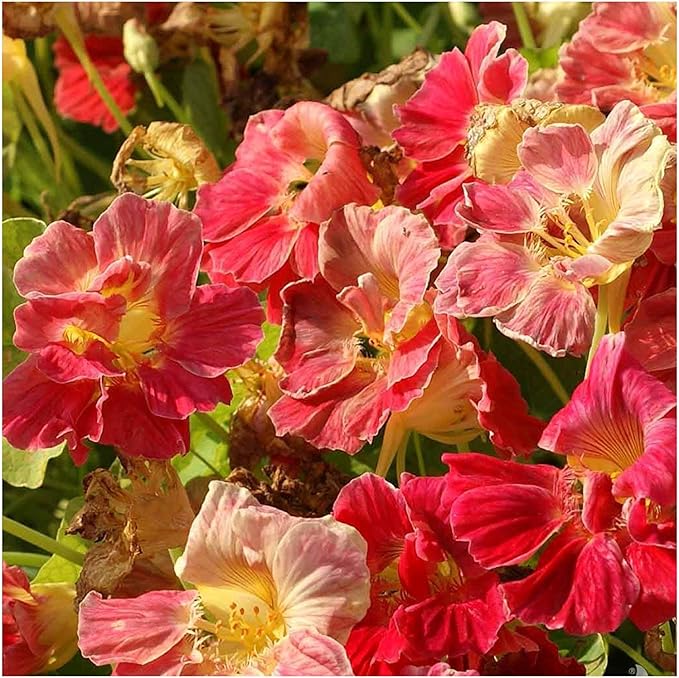Seed Needs Nasturtium Seeds Cherry Rose Variety | 350+ Seeds Tropaeolum Minus Annual Flower Seed | Edible Flowers Red Cherry Color Prolific Blooms | Nasturtiums Flowering Seed Garden Favorite | Bulk