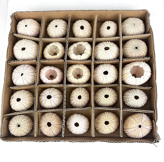 Heyiwell 25PC Pink Sea Urchin Shells Plant Pot,Hanging Air Plant Mini Sea Urchin Shell for Home Wall Office Garden Party Ocean Themed Decor 1"~2" Inch