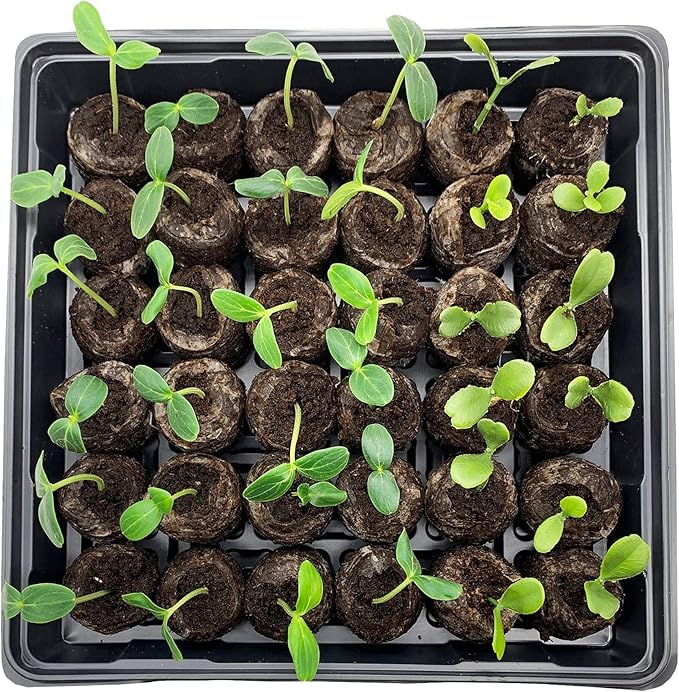Jiffy Seed Starting Tray Kit - 36 Cell Germination Tray, Portable - 2 Pack, 72 Pellets - Plastic