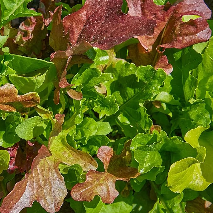 Burpee Gourmet Mesclun Salad Mix Seeds - Diverse, Cut-and-Come-Again Greens