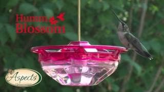 Aspects HummZinger HummBlossom - Rose