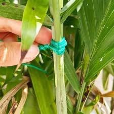 Rocky Mountain Goods Twist Ties for Plants - 100 Pack 8” Garden Twist Ties for Climbing Plants, Outdoor, Indoor, Flowers, Vines - Reusable Green Plant Wire