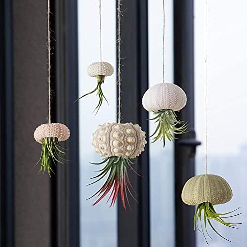Sea Urchin Shells for Air Plants, 5 Pack Mini Sea Urchin Shell Air Plant Holders Air Plant Holder Airplants Decorative Hanging Air Plant Pot for Garden Beach Theme Party Decors