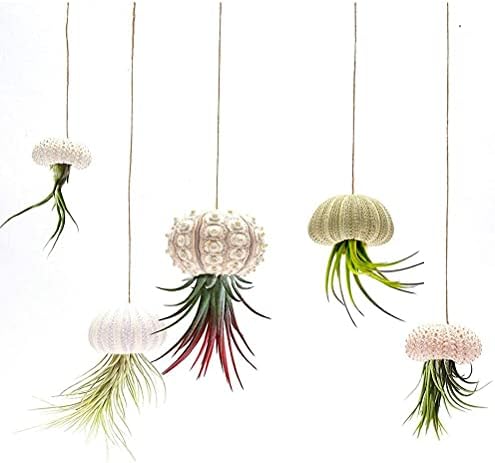 Sea Urchin Shells for Air Plants, 5 Pack Mini Sea Urchin Shell Air Plant Holders Air Plant Holder Airplants Decorative Hanging Air Plant Pot for Garden Beach Theme Party Decors