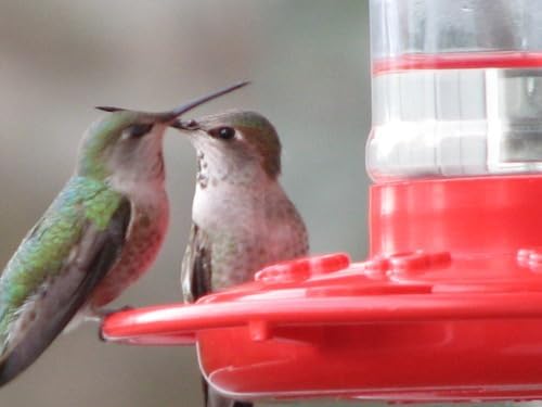 Rocky Mountain Goods Hummingbird Feeder – 16 oz Bright Red Plastic – Wide Mouth for Easy Filling and Cleaning – Includes S-Hook – Multiple Feeding Ports for More Hummingbirds