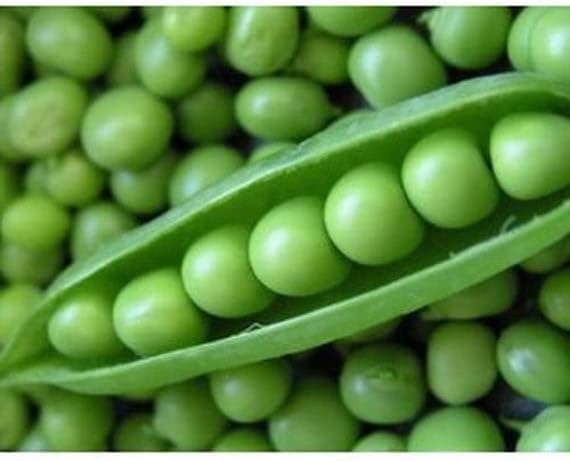 120 Early Frosty Pea Seeds for Planting Heirloom Non GMO 1+ Ounces of Seeds English Pea Garden Vegetable Bulk Survival