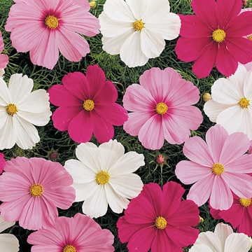 Park Seed Cosmo Flower Plant Seeds, Easy to Grow, Perfect for Spring Garden, Sonata Mix, Pack of 30