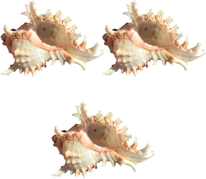 3 Pack Conch Sea Shell Air Plant Holders-4.7 inch Sea Shell Plant Pots Natural Conch Air Plant Holder Decorative Tillandsia Succulent Display Container for Home Garden Beach Theme Party Favor