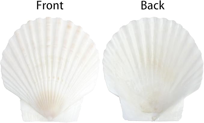 Mkobon 10 PCS Natural Scallop Shells for Crafts, 3 Inch White Seashell Decor for Home, Sea Shells for Decorating, DIY, Painting, Baking, Beach Wedding Decorations
