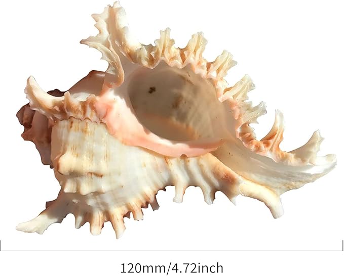 5 Pack Conch Sea Shell Air Plant Holders-4.7 inch Sea Shell Plant Pots Natural Conch Air Plant Holder Decorative Tillandsia Succulent Display Container for Home Garden Beach Theme Party Favor