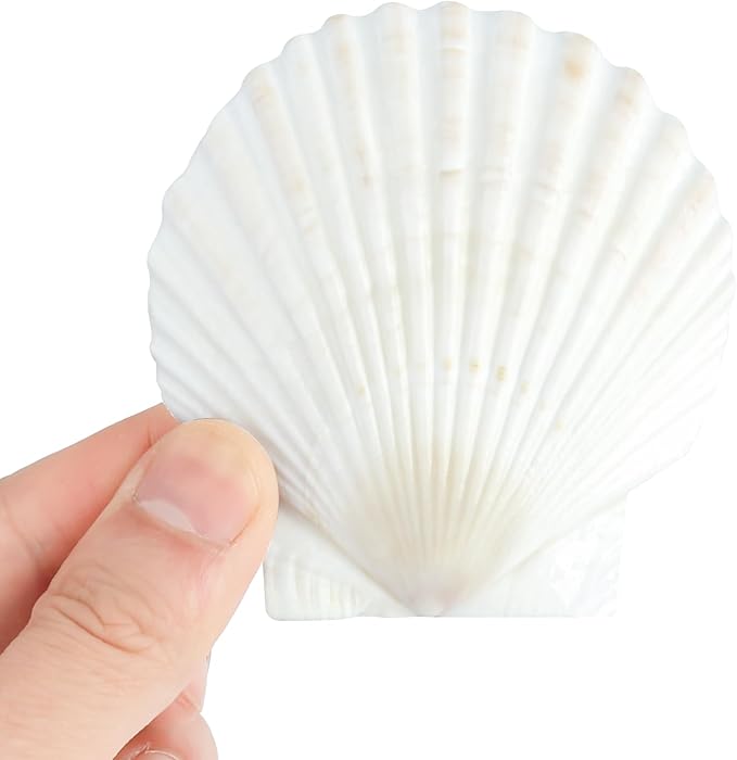 20 PCS Natural Scallop Shells for Crafts, 3 Inch White Seashell Decor for Home, Sea Shells for Decorating, DIY, Painting, Baking, Beach Wedding Decorations