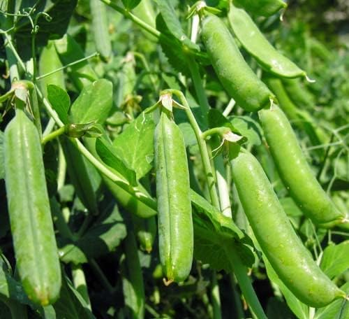120 Early Frosty Pea Seeds for Planting Heirloom Non GMO 1+ Ounces of Seeds English Pea Garden Vegetable Bulk Survival