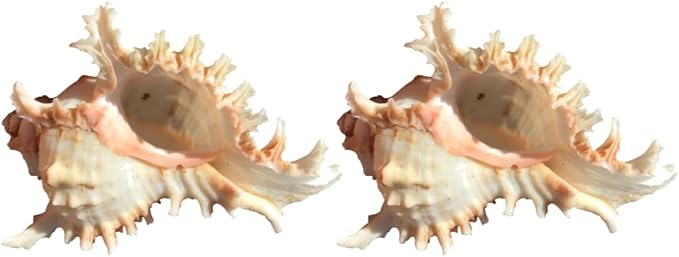 2 Pack Conch Sea Shell Air Plant Holders-4.7 inch Sea Shell Plant Pots Natural Conch Air Plant Holder Decorative Tillandsia Succulent Display Container for Home Garden Beach Theme Party Favor