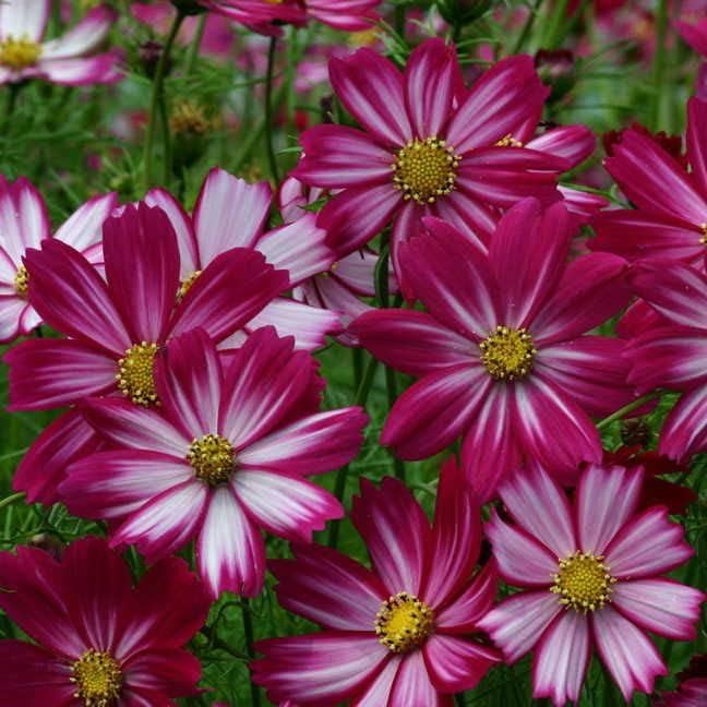 Park Seed Cosmo Flower Plant Seeds, Easy to Grow, Perfect for Spring Garden, Peppermint Candy, Pack of 30