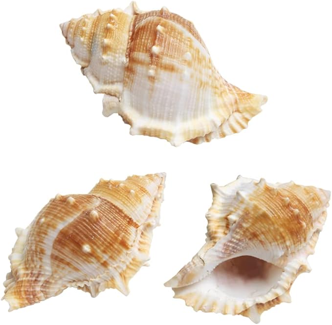 Wixine 3Pcs Seashell Conch Aquarium Seashell Marine Decoration Big Conch DIY Crafts Shell Decor 80-100 mm