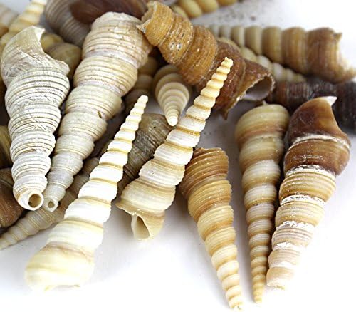 Super Z Outlet Sea Shells Mixed Beach Seashells - Various Sizes up to 2" Shells -Bag of Approx. 50 Seashells