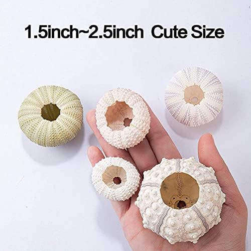 Sea Urchin Shells for Air Plants, 5 Pack Mini Sea Urchin Shell Air Plant Holders Air Plant Holder Airplants Decorative Hanging Air Plant Pot for Garden Beach Theme Party Decors